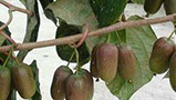 軟棗獼猴桃價格與哪些因素有關？
