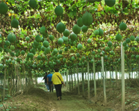 瓜蒌种植基地