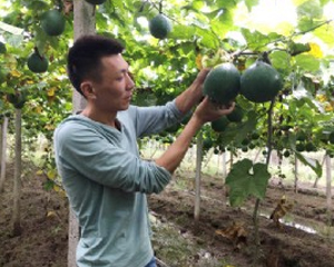天宝瓜蒌种植指导
