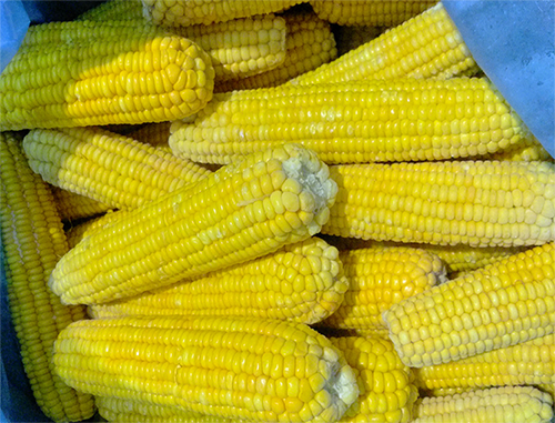  frozen corn cob