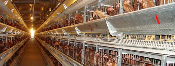 新疆养殖设备厂家的养鸡设备有哪些？