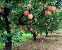 新疆苹果树