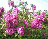 紫枝玫瑰