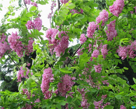 紫穗槐