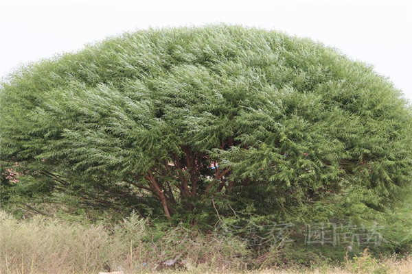 新疆苗木
