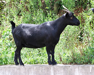 北京努比亚黑山羊