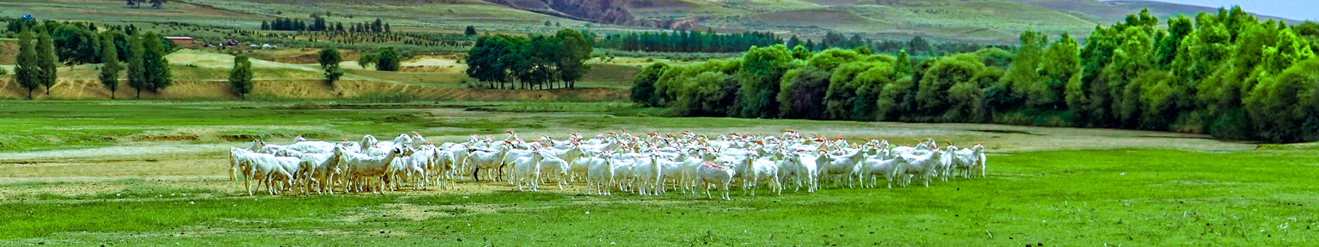 波尔山羊养殖基地
