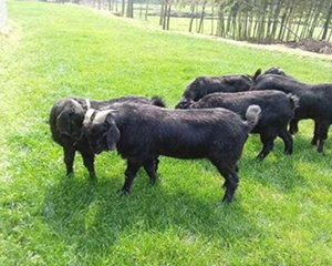 黑山羊养殖