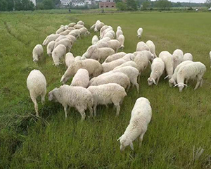 山羊養殖