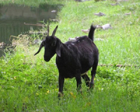 努比亚黑山羊