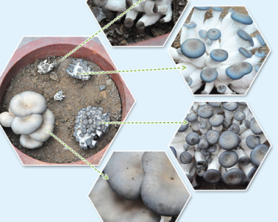 处理活性染料废水的废弃蘑菇培养基吸附剂
