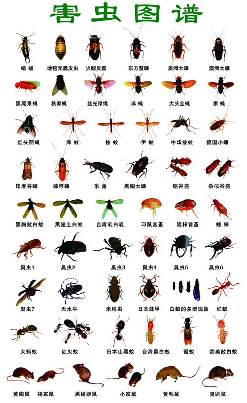 台州怎样灭飞虫