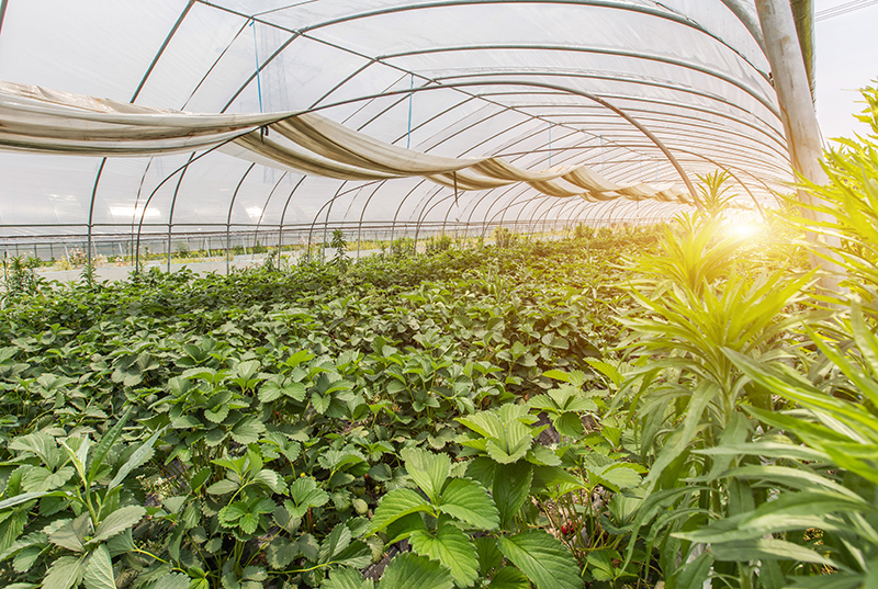 夏季到来连栋温室大棚蔬菜水果遇超强力市场竞争