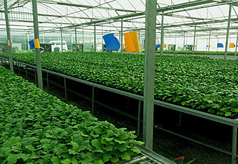 温室大棚种植果蔬常见问题