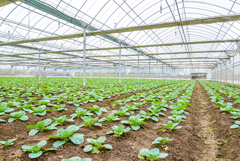 严控温室大棚的肥料施加量，科学研究栽菜
