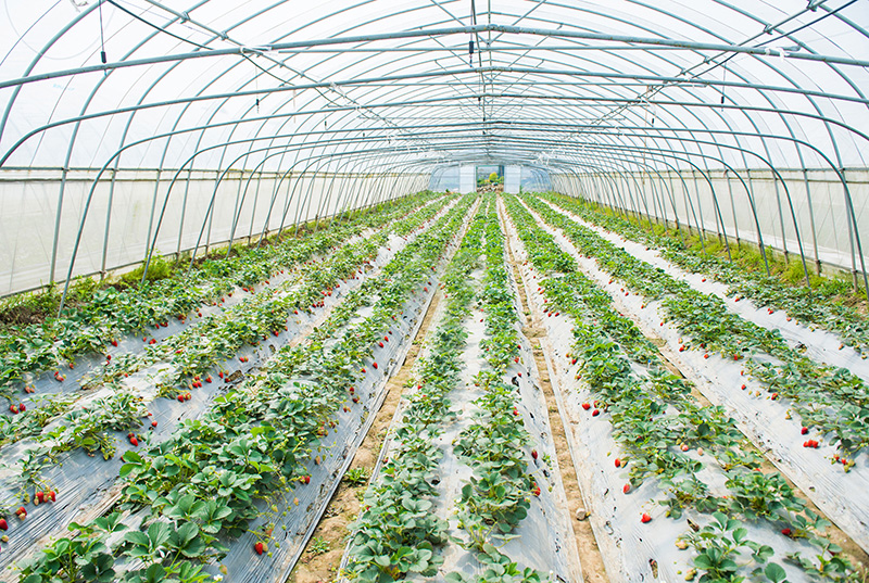 怎样调整连栋温室大棚的温度，推动蔬菜水果快乐成长