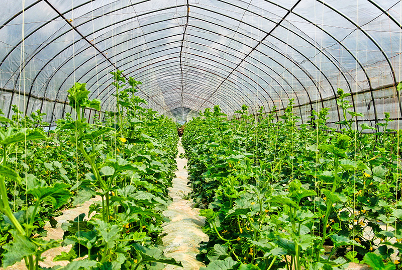 蔬菜大棚与露天种植有何优势和劣势？