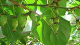 聊一聊软枣猕猴桃苗木的栽种